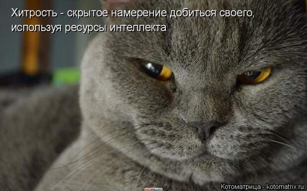 Котоматрица: Хитрость - скрытое намерение добиться своего, используя ресурсы интеллекта