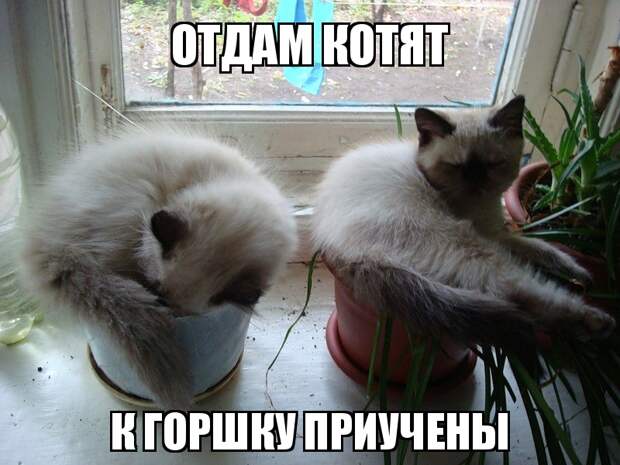 Да не оскудеет рука дающего: чего только не отдают даром люди! в хорошие руки, отдам даром, прикол, юмор