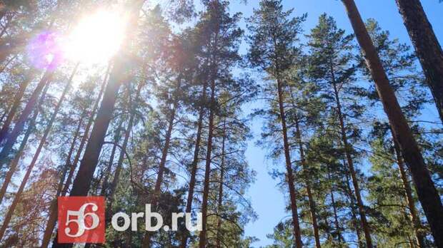 В Оренбуржье до конца года  высадят 400 гектаров леса