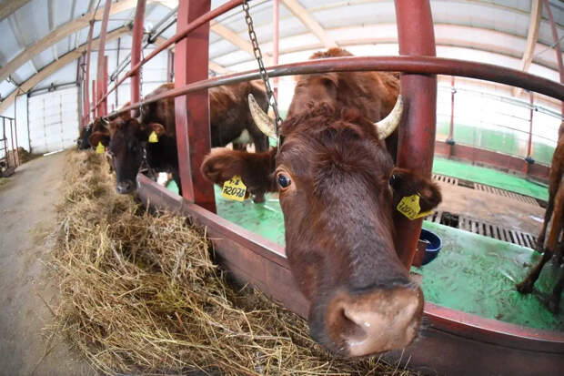 Травников назвал условия снятия карантина по пастереллёзу в Новосибирской области