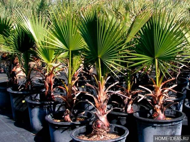 Комнатные пальмы: фото и название