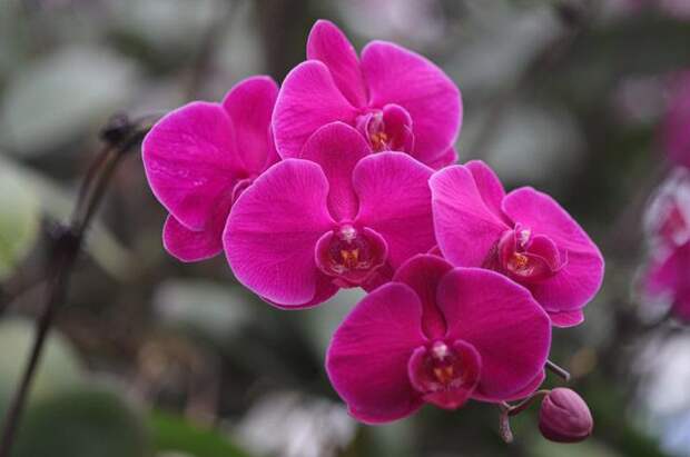 Нужно ли пересаживать орхидею?