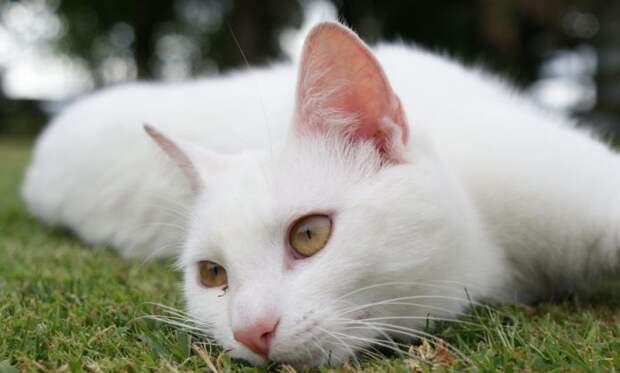 animals___cats_beautiful_white_cat_resting_on_the_grass_046960_ Спасение одной жизни