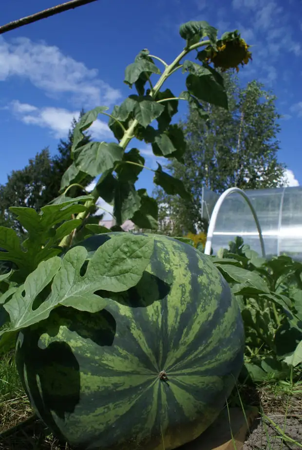 арбуз растет. арбузы в парнике. посадка арбуза. посев арбуза. арбуз растет.