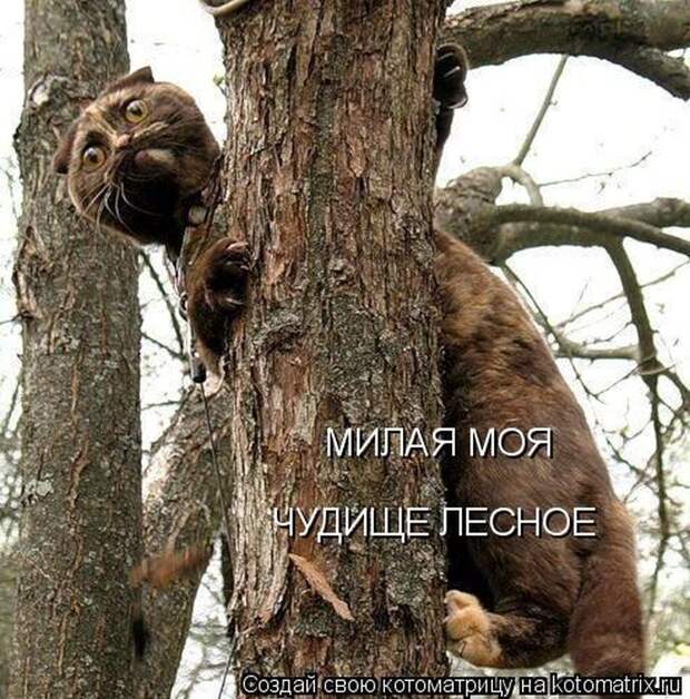 Лучшие котоматрицы недели (50 фото)