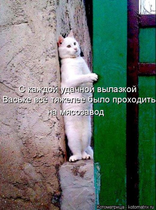 Лучшие котоматрицы недели (50 фото)