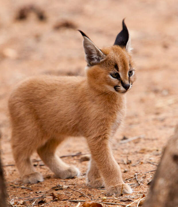 Baby Caracals