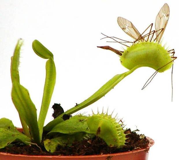 Самые жуткие растения в мире
