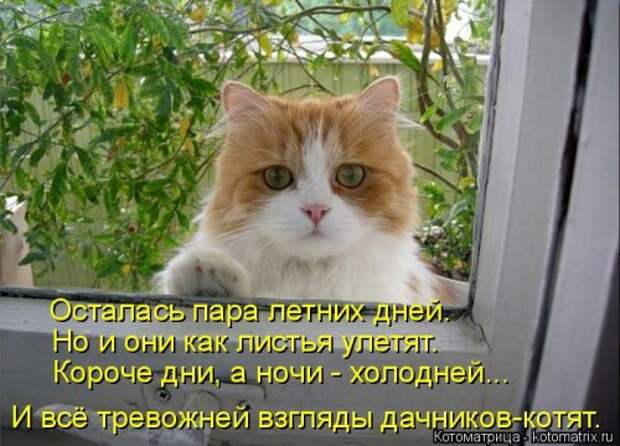 Новая котоматрица для всех (33 фото)