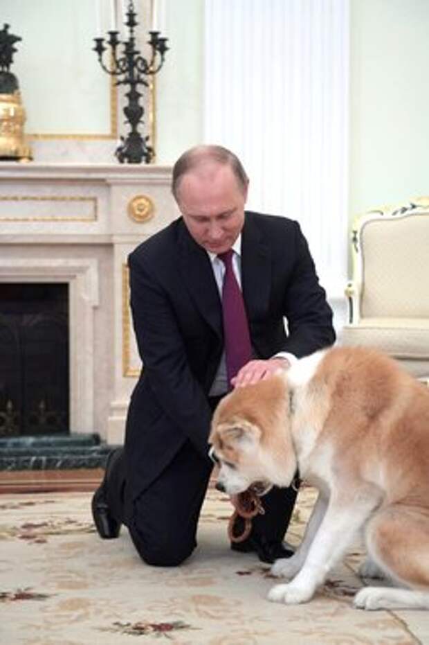 Собаку Юмэ породы акита-ину Владимиру Путину в июле 2012 г. подарили власти японской префектуры Акита. Подарок был сделан в знак благодарности за оказанную Россией помощь пострадавшему от сильного землетрясения и цунами в марте 2011 г. Северо-Восточному региону Японии, а также в знак поздравления со вступлением Путина в должность президента