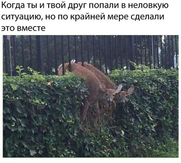 Веселые картинки с надписями для поднятия настроения (12 фото) Веселые картинки с надписями для поднятия настроения (12 фото)