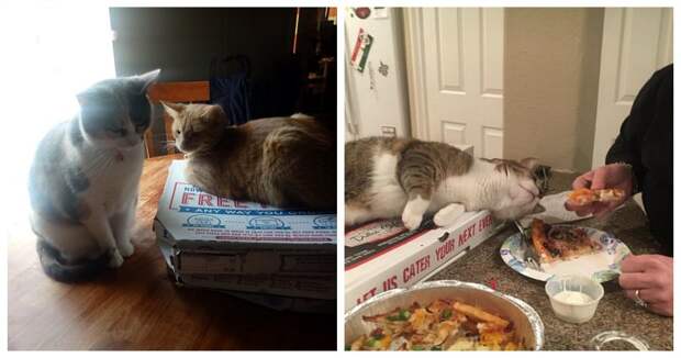 Коты и пицца — идеальное сочетание, и вот 18 доказательств