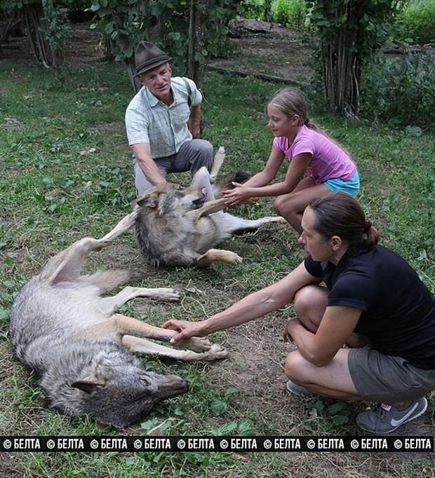 стая волков домашние животные, семья из Белоруссии держит волков, семья Селех, волки домашние животные