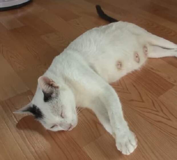 Уставшая кошка Кошка спит