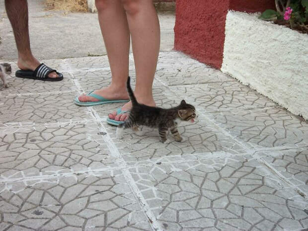 Снимки котиков, которые содержат в себе звук