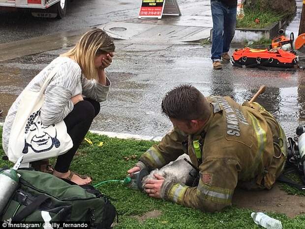 Пожарный реанимировал маленькую собаку с помощью искусственного дыхания «рот-в-рот» добро, животные, люди, собака, спасение