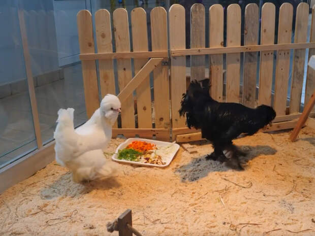 В Эколого-биологическом центре Смоленска появились новые питомцы