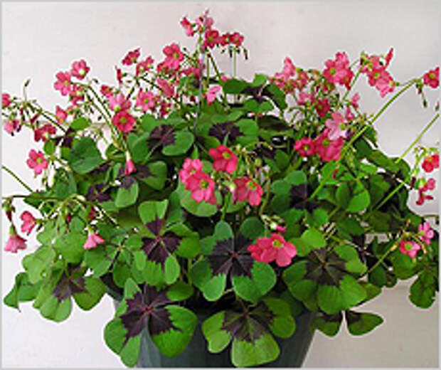 Оксалис (Кислица) tetraphylla Оксалис (Кислица) tetraphylla