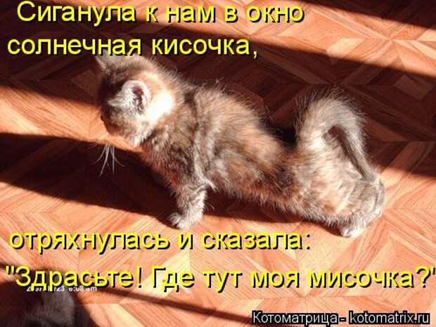 Свежая котоматрица (33 фото)