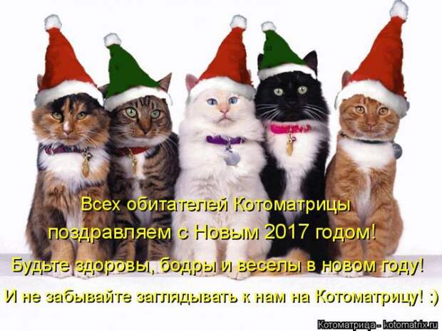 Лучшие котоматрицы недели (50 фото)