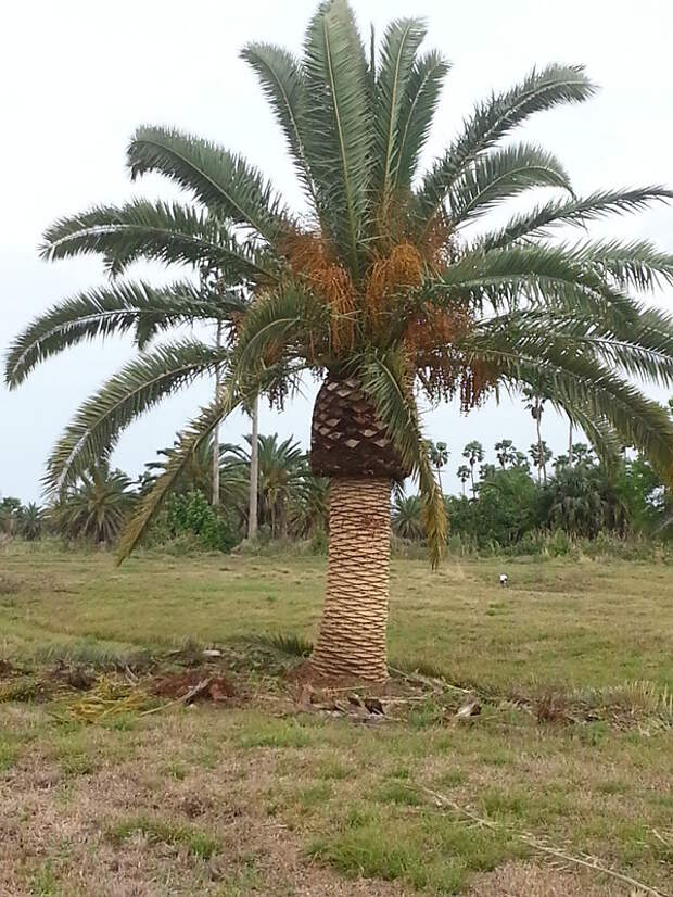 sebastian-canary-date-palm-trees-chalreston-kiawah-sc.jpg