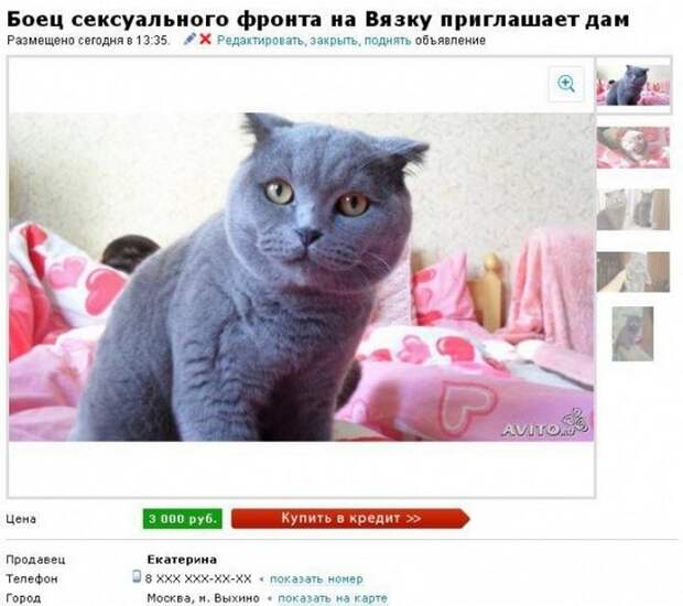Странные объявления (25 фото)