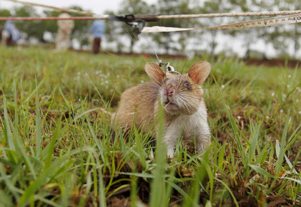 Крысы бегают по тренировочному «минному «полю» не хаотично, а вдоль специальных направляющих