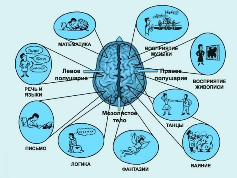 Левое и правое полушарие презентация