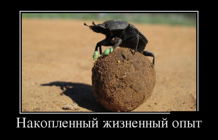 Демотиваторы