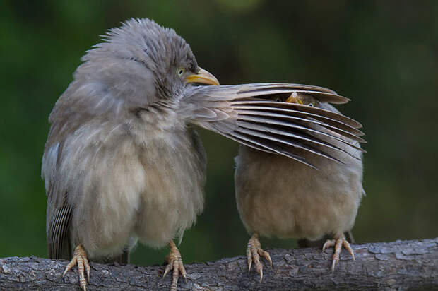 Comedy Wildlife Photo Awards Shortlist