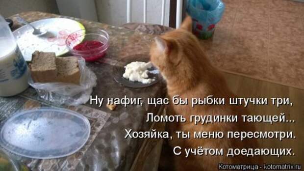Новая котоматрица для всех (34 фото)