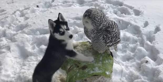 Хаски и полярная сова стали лучшими друзьями видео, дружба, животные, сова, хаски