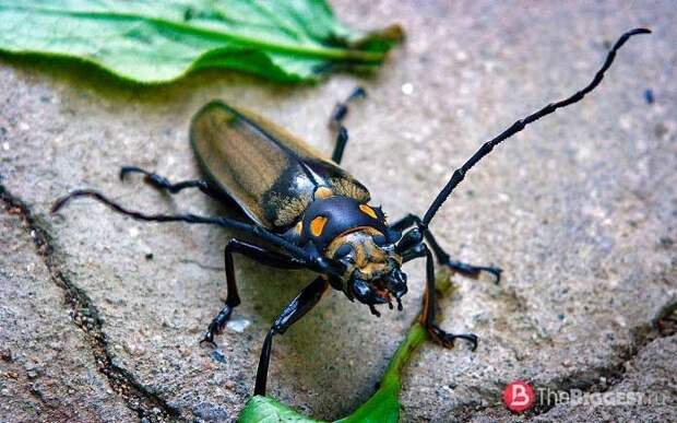 Уссурийский реликтовый усач (Callipogon relictus)