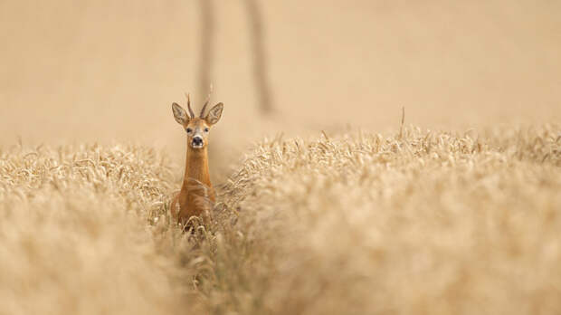 Эй! Автор фото: Марк Бриджер 500px, дикая природа, животные, красиво, фотографии