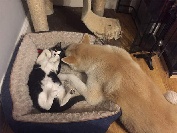 cats-stealing-dog-beds-28-57e100c2be931__700