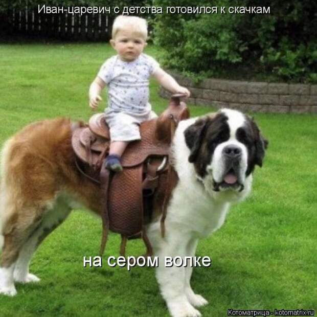 Лучшие котоматрицы недели (50 фото)