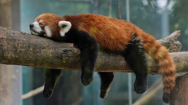 Красная панда: фото, описание, среда обитания