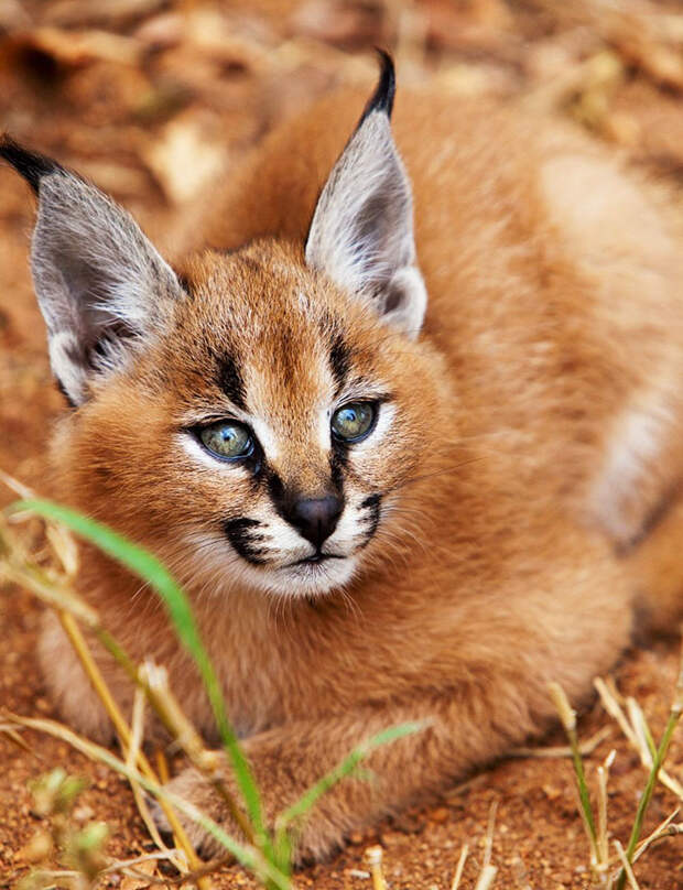 Baby Caracals