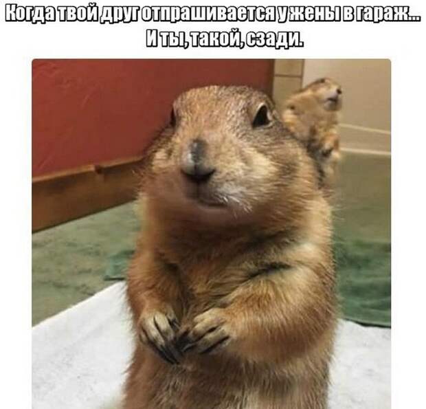 автоприколы