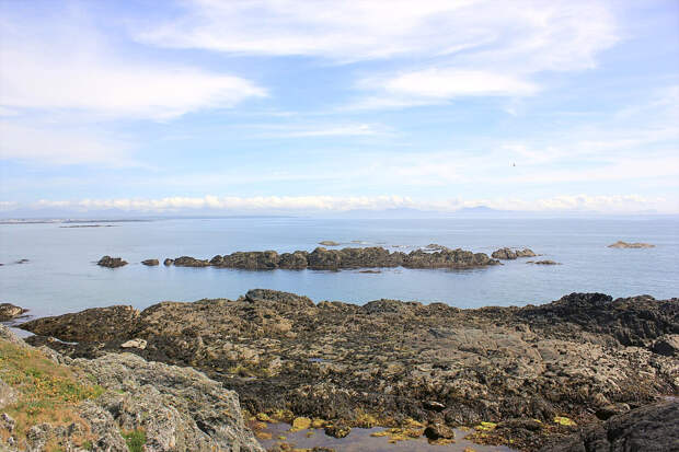 После бури на берегу моря нашли тушу загадочного существа