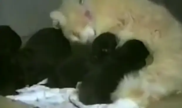 Сила материнского инстинкта: кошка похитила соседских щенят, чтобы заботиться о них