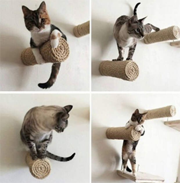 Кот и среда обитания.