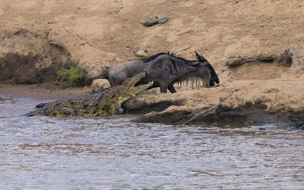 Антилопе посчастливилось вырваться из пасти крокодила антилопа, животные, крокодил