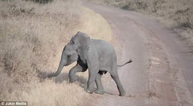 Уникальные кадры: неожиданный ответ слонихи на истерику слоненка африка, видео, животные, занимательно, заповедник, поучительно, слоны, фото