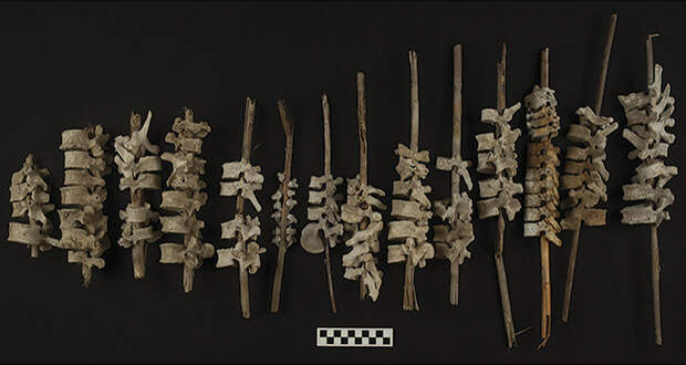 Индейцы Чинча нанизали позвонки из разграбленных испанцами могил на стебли тростника