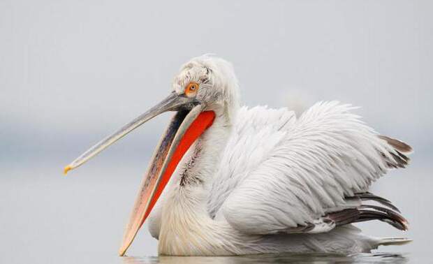 Веслоногие птицы: характеристика, питание, среда обитания