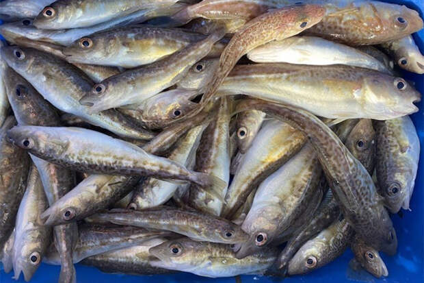 Балашов: в Баренцевом море изменения климата сократили запасы трески