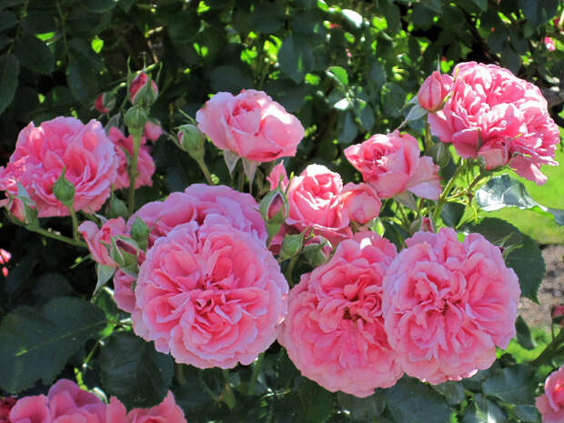 Rose 'Rosarium Uetersen'