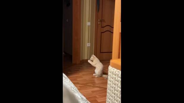 Video: TikVideo.App_7459358719550196997_hd.mp4