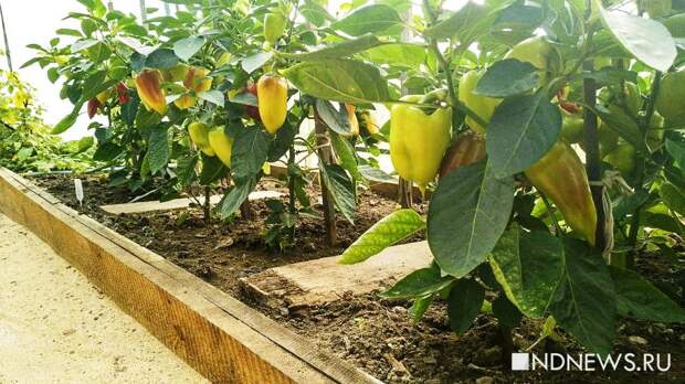 Эксперт-садовод рассказала, какие овощи сажать в феврале на рассаду